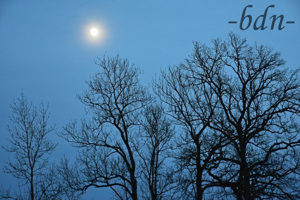 Zunehmender Mond über Baumsilhouetten