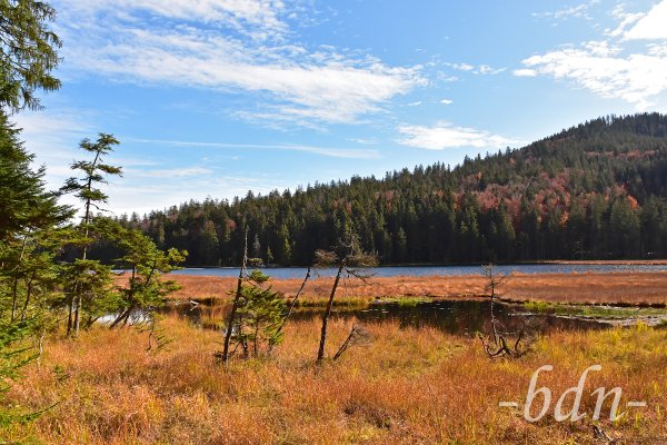 Schwimmende Inseln auf dem Großen Arbersee
