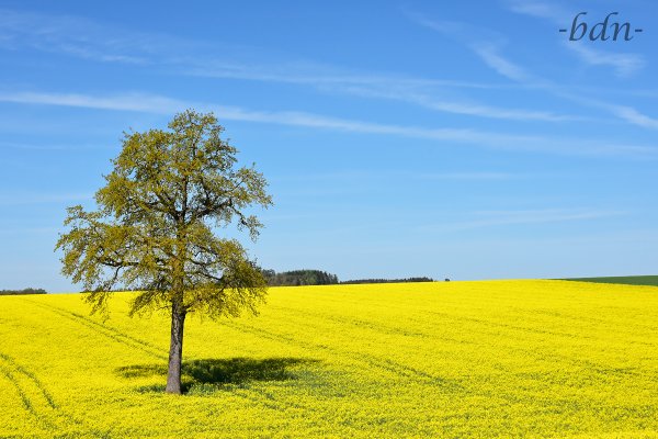 Rapspflanzen bis zum Horizont