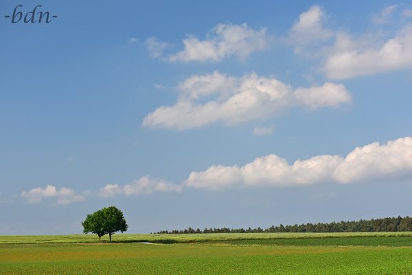 Quellwolken über der Holledau