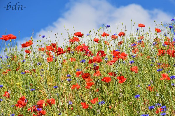 Klatschmohn und Kornblumen in einer bunten Sommerwiese