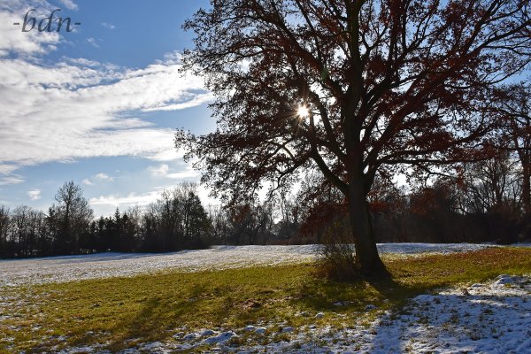 Erster Schnee in der Feldkirchner Au