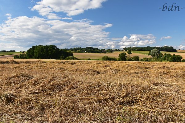 Abgeerntetes Weizenfeld in der Holledau