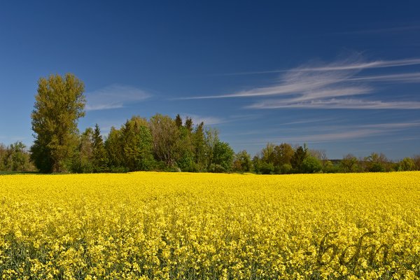 Raps in voller Blüte