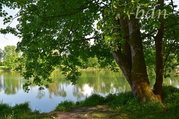 Frühling am Ufer der Isar