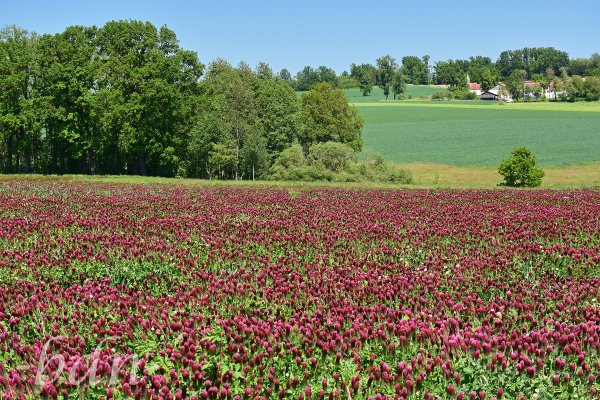 Ein Feld mit blühendem Inkarnatklee bei Inzkofen