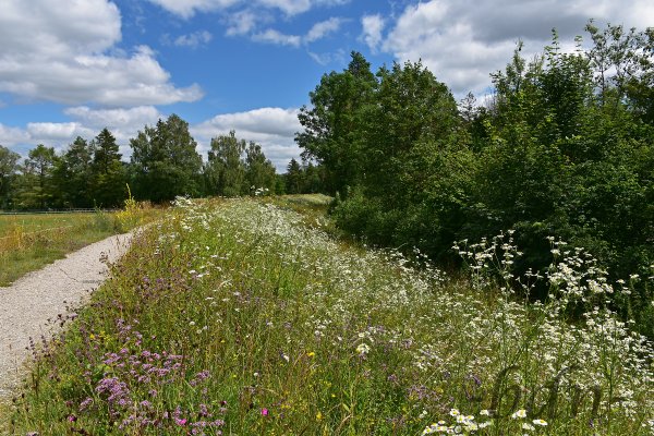 Blütenmeer am Isardamm in der Bonau