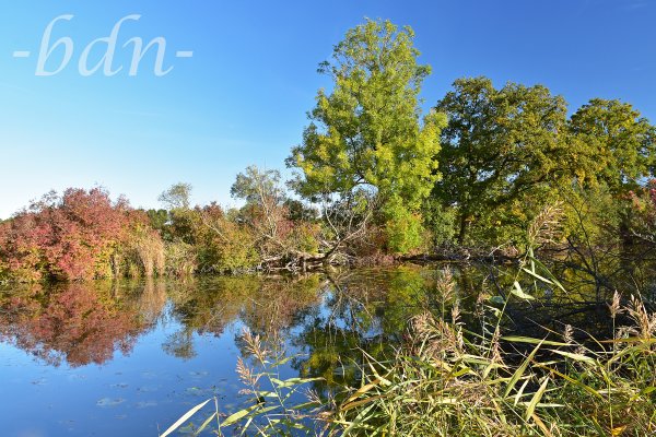 Am Weiher bei Moosburg-Thonstetten wird es Herbst