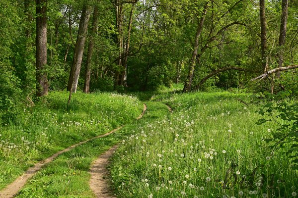 Frühling im Auwald an der Isar