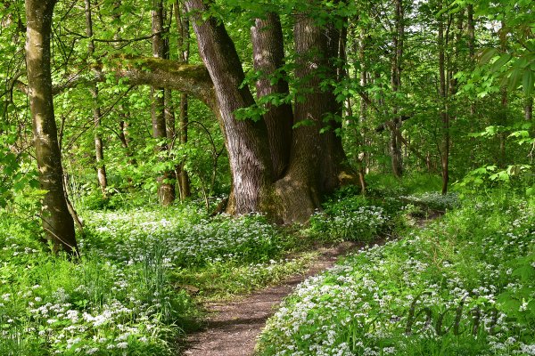 Blühender Bärlauch im Auwald an der Isar