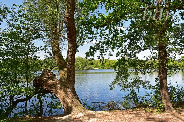 Am Kreuzteich im Naturschutzgebiet Riddagshausen