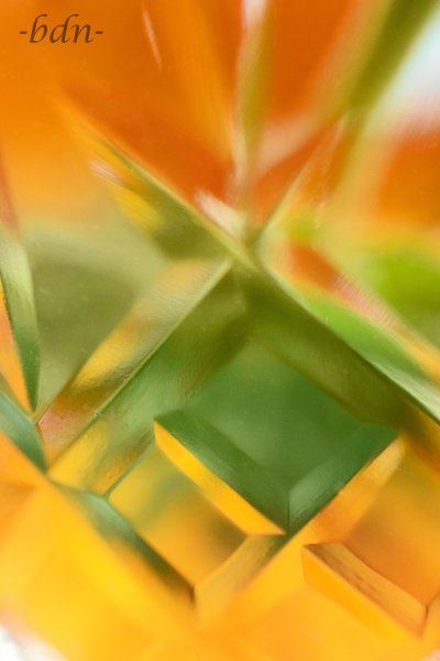Ringelblume hinter Glas