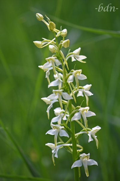 Zweiblättrige Waldhyazinthe