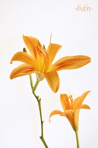 Taglilie Hemerocallis