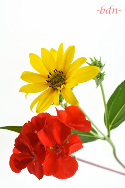 Staudensonnenblume und Geranie