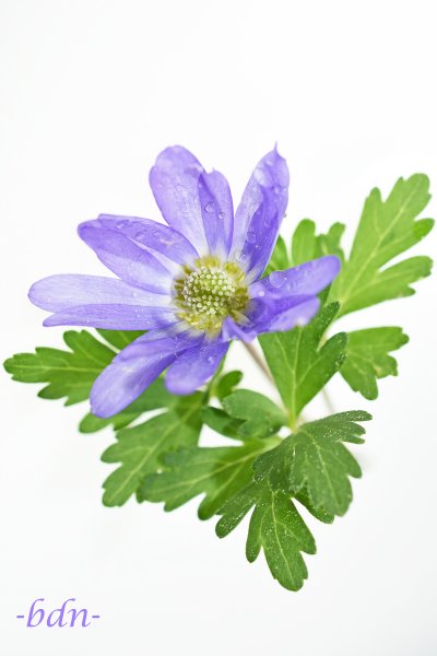 Strahlen-Anemone