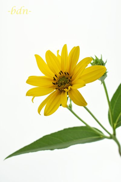 Staudensonnenblume