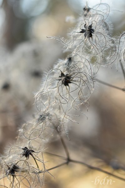 Samenstände der Gewöhnlichen Waldrebe im Gegenlicht