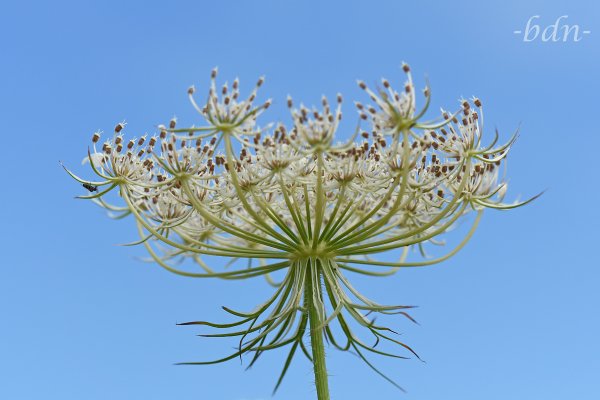 Samenansatz beim Blütenstand der Wilden Möhre