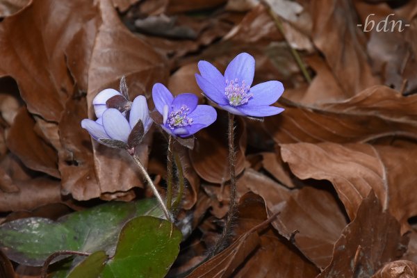 Leberblümchen im Buchenwald