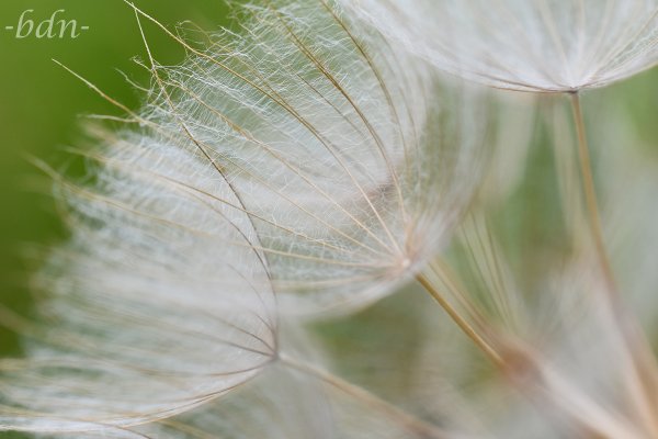 Pappus der Achänen vom Wiesen-Bocksbart