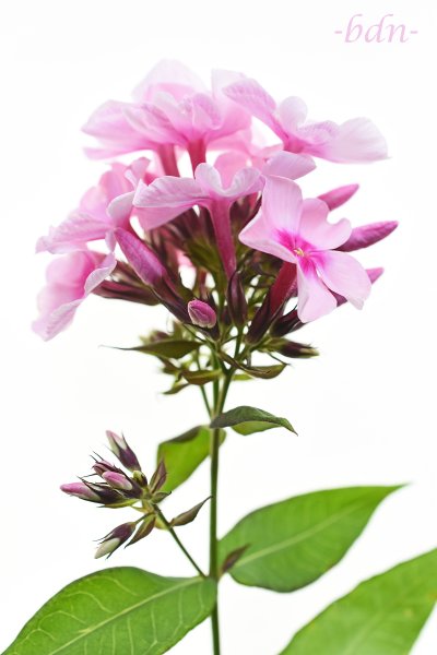 Rispige Flammenblume, Phlox