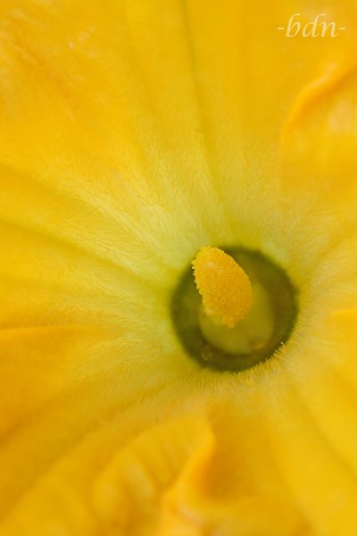Männliche Blüte einer Zucchinipflanze