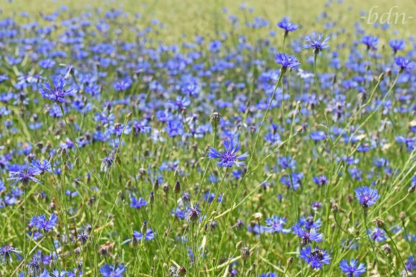Kornblumen dicht an dicht