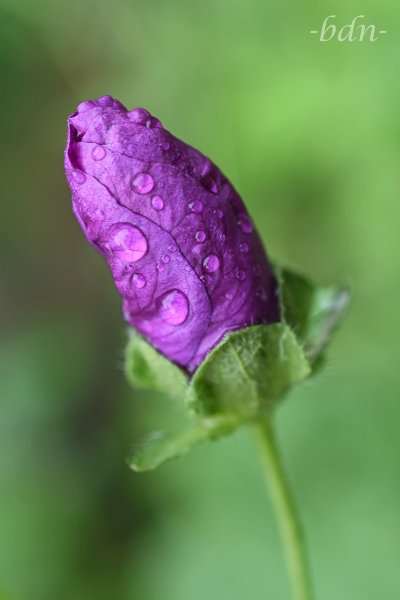 Knospe einer Malve im Regen
