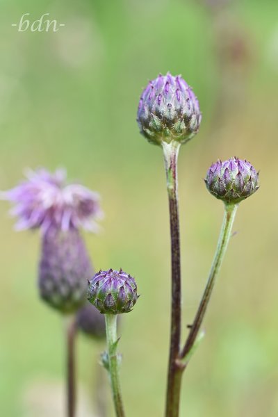 Knospen der Acker-Kratzdistel