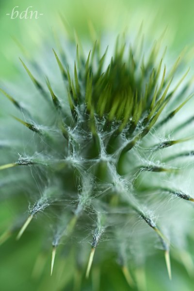 Knospe der Gemeinen Kratzdistel