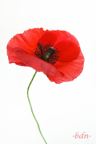 Klatschmohn