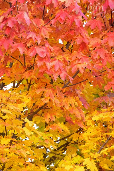 Herbstlaub vom Spitz-Ahorn