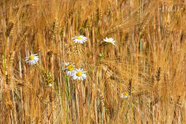 Kamillenblüten im Gerstenfeld