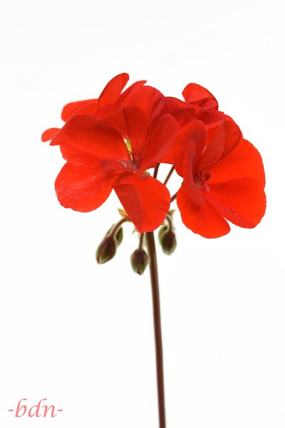 Geranie, Pelargonie