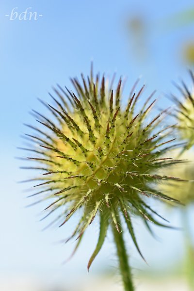 Fruchtstand der Schlanken Karde