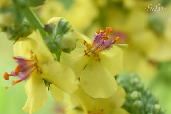 Einzelblüte im Blütenstand der Schwarzen Königskerze
