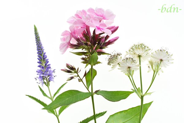 Ehrenpreis, Flammenblume und Sterndolde