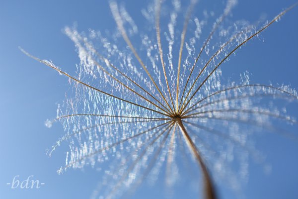 Eine Achäne vom Wiesen-Bocksbart fliegt in den blauen Himmel