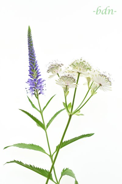 Ehrenpreis und Sterndolde