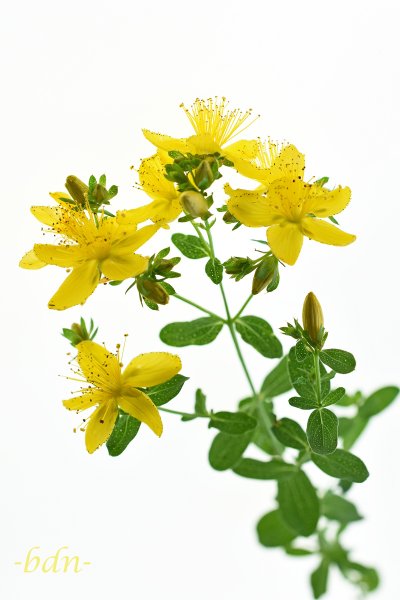 Echtes Johanniskraut