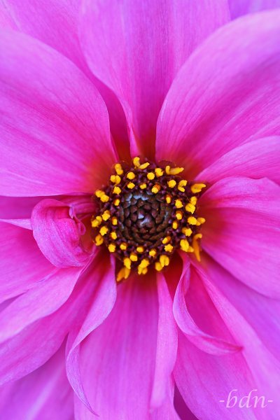 Dahlie in Pink