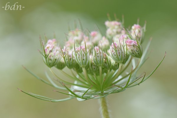 Blütenstand der Wilden Möhre