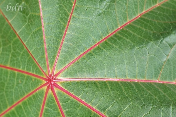 Blatt vom Wunderbaum