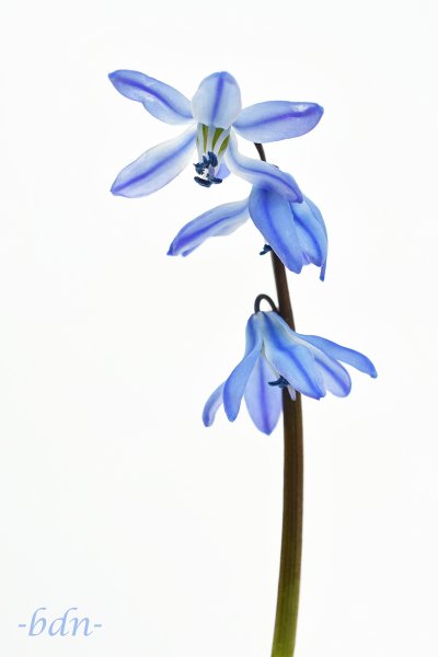 Blaustern