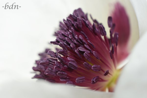 Staubgefäße vom Orientalischen Mohn Perry´s White
