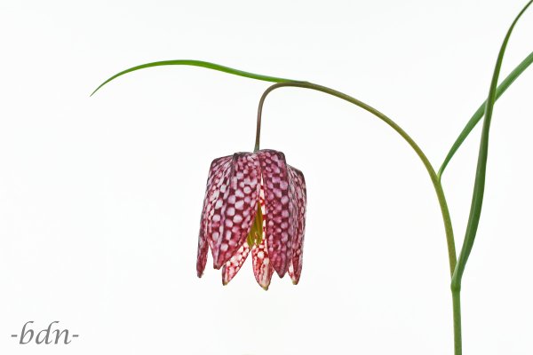 Schachbrettblume