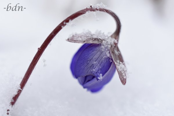 Leberblümchen im Schnee