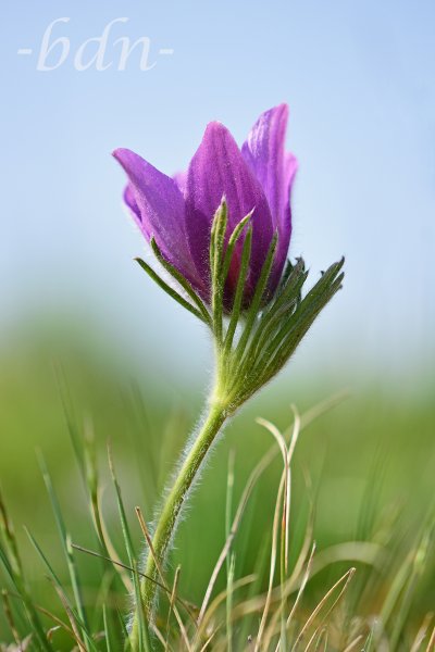Gewöhnliche Küchenschelle