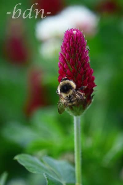 Wiesenhummel auf dem Blütenstand vom Inkarnatklee